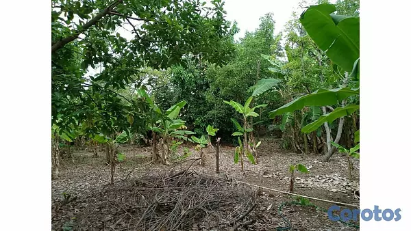 casas vacacionales y villas - Finca con frutales en Yaguate 6