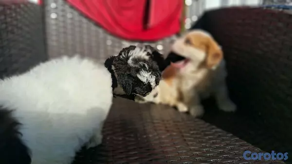 animales y mascotas - hermosos cachorritos de shipoo toy machos  7