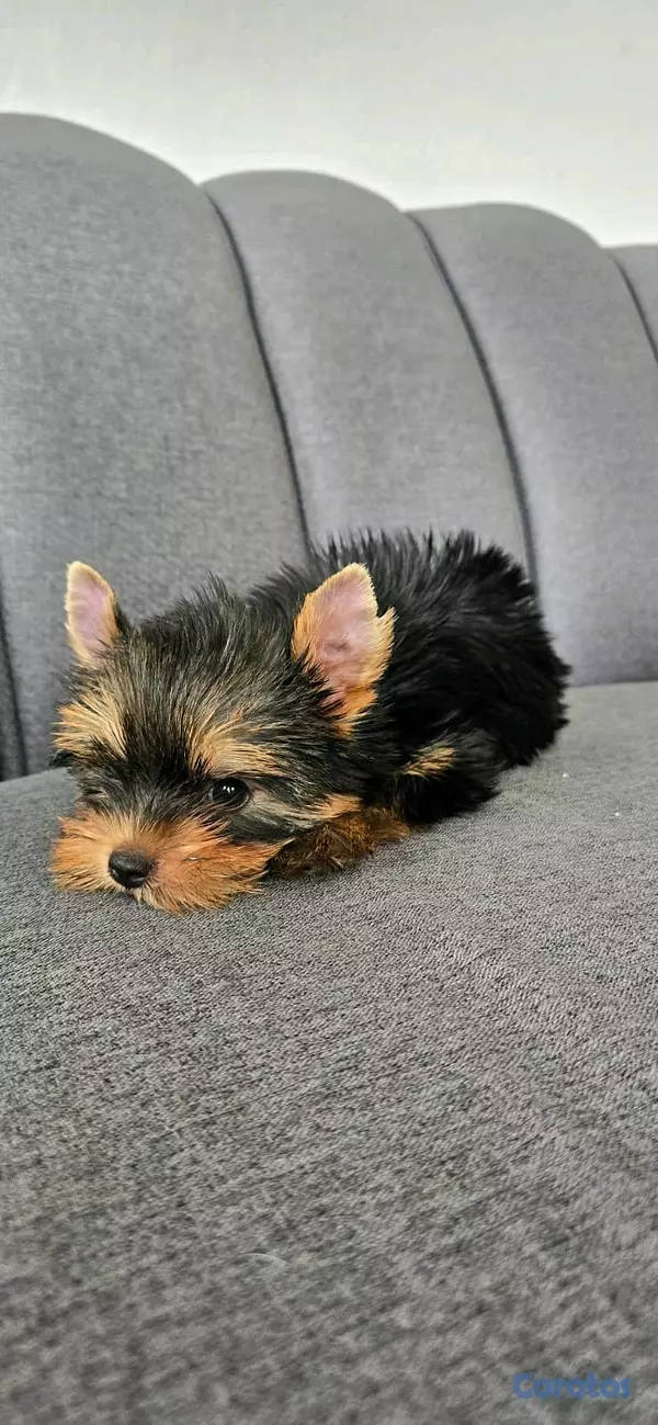 animales y mascotas - hermosos cachorritos de yorshire toy 3