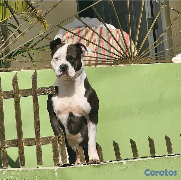animales y mascotas - Pitbull buena genética  3