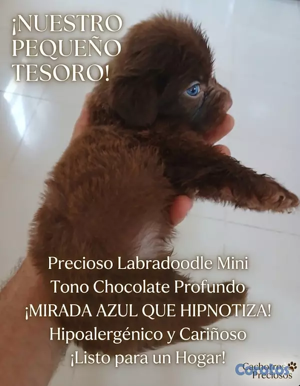 animales y mascotas - Labradoodle  9