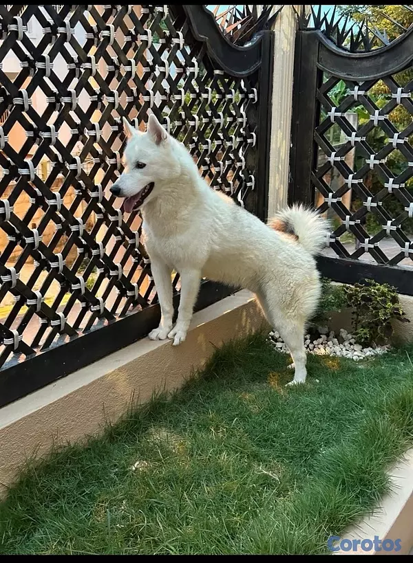 animales y mascotas - Perro Huskey siberiano , vacunado 6