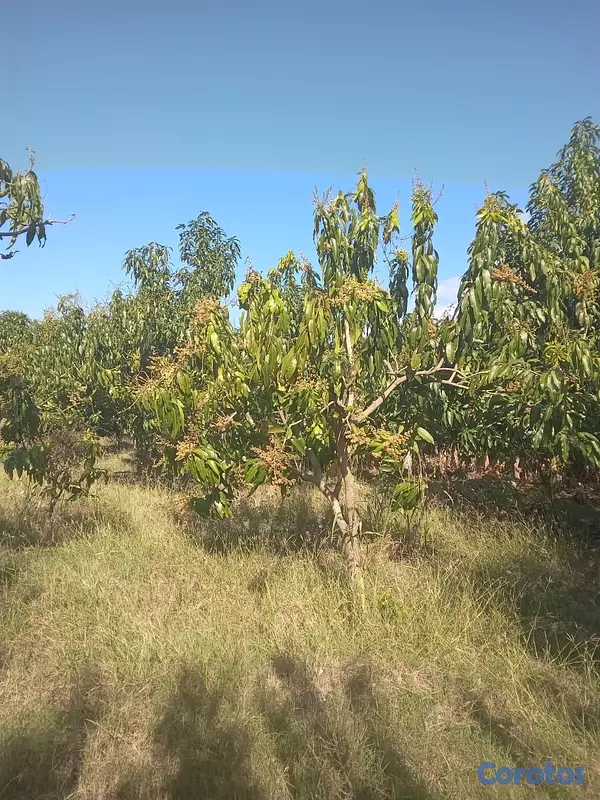 otros inmuebles - Vendo Finca de Mangos en Azúa, República Dominicana  4