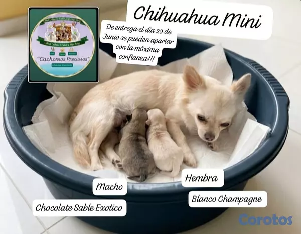 animales y mascotas - Chihuahua Mini/Toy/Micro 7
