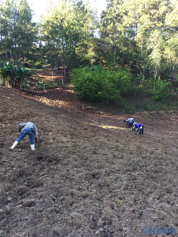 solares y terrenos - FINCA EN CONSTANZA 5