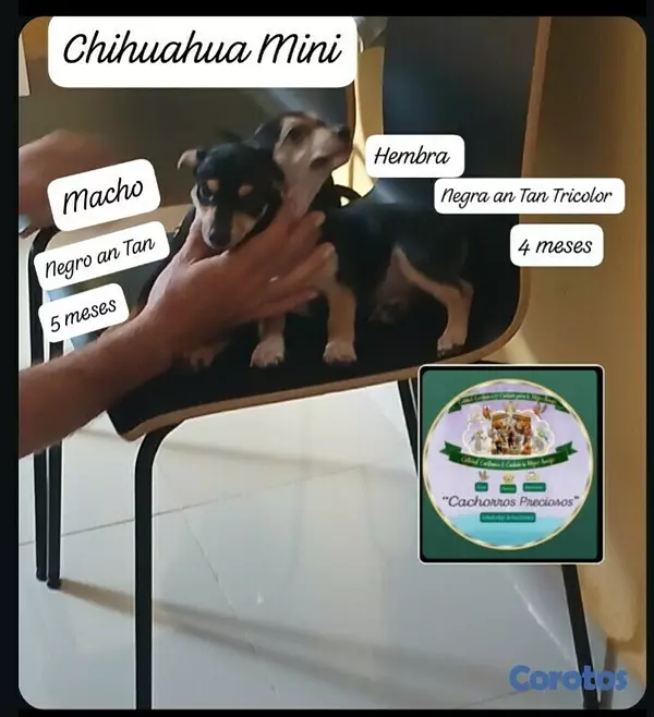 animales y mascotas - Chihuahua Hermosa pareja 2