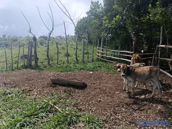 solares y terrenos - finca de 182 tareas en Monte Plata  6