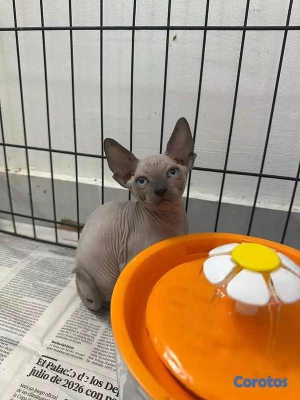 animales y mascotas - ✨ Hermosa gatita Sphynx (Esfinge) disponible ✨ 4