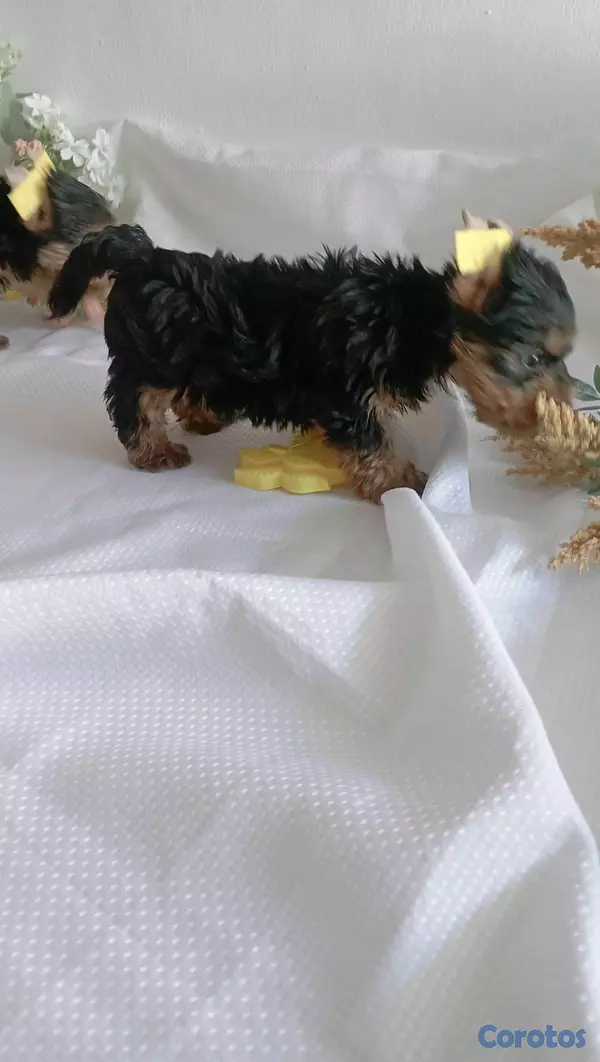 animales y mascotas - yorky macholisto para ir a su nuevo hogar 2