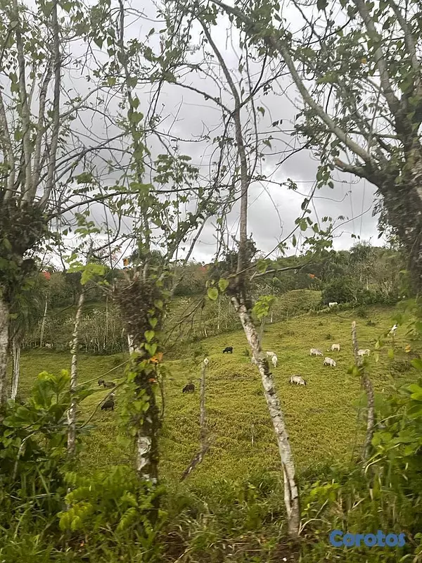 solares y terrenos - Finca de 4075 tareas en Cibao de Cacao  5