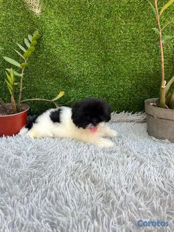 animales y mascotas - shih tzu machito .  3