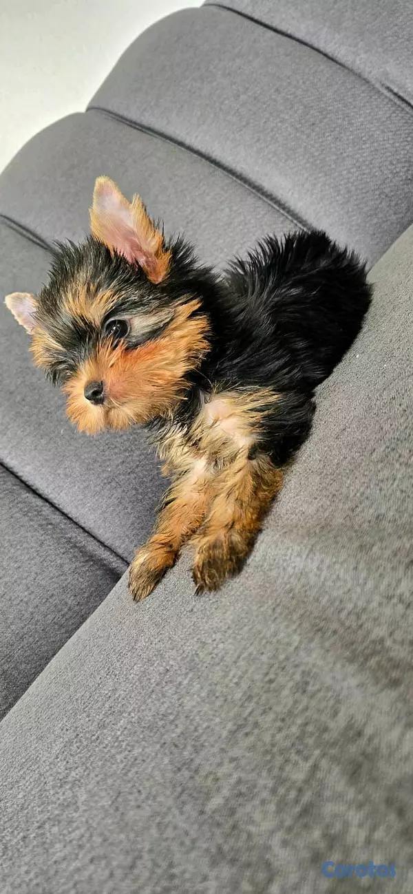 animales y mascotas - hermosos cachorritos de yorshire toy 6