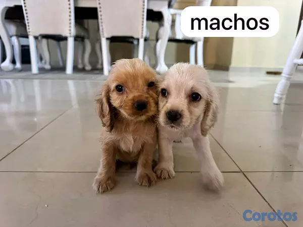 animales y mascotas - cocker spaniel 4