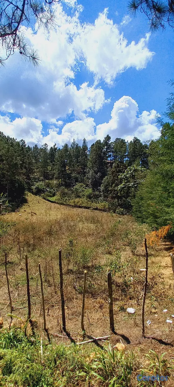 solares y terrenos - FINCA EN CONSTANZA 6