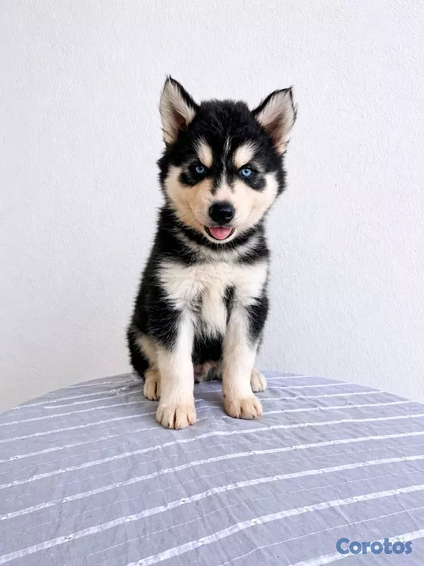 animales y mascotas - hermosos cachorritos de husky  3