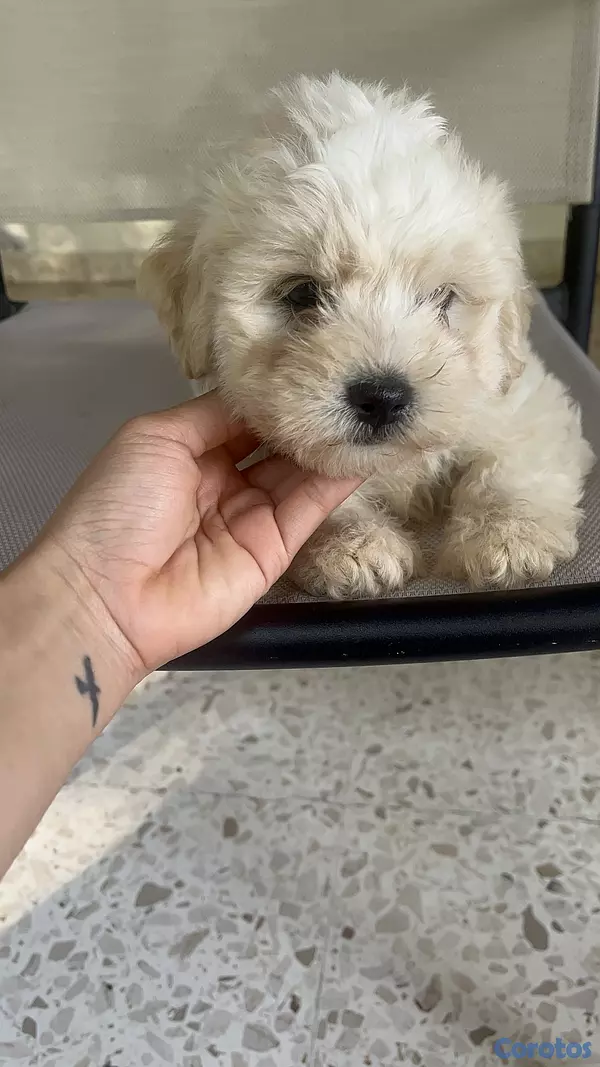 animales y mascotas - maltipoo hembras 6
