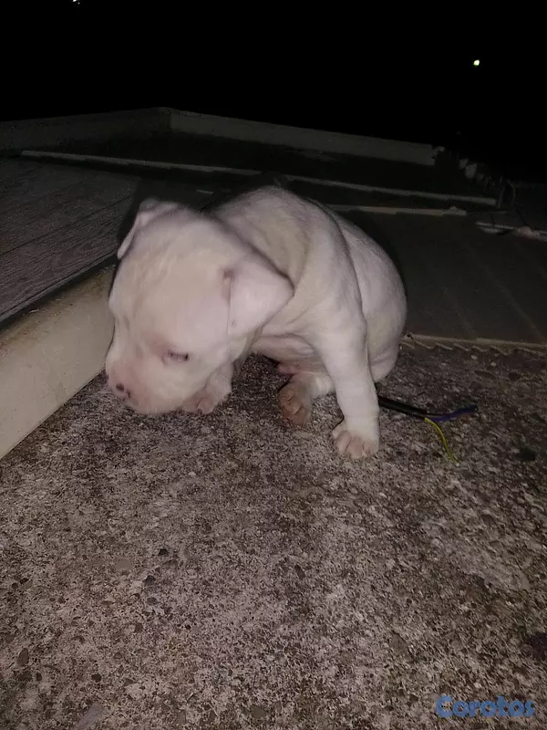 animales y mascotas - pitbully merle  4