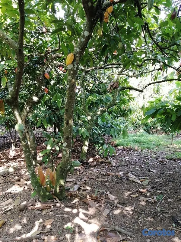 solares y terrenos - Se vende finca de cacao en San Francisco de Macoris con 807 tareas deslindada  3