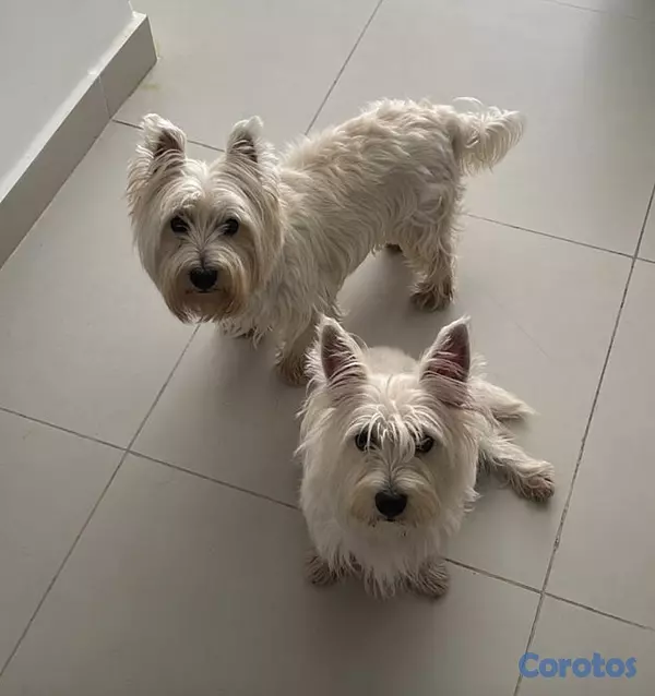 animales y mascotas - Cachorros Westies (West Highland White Terrier) 4