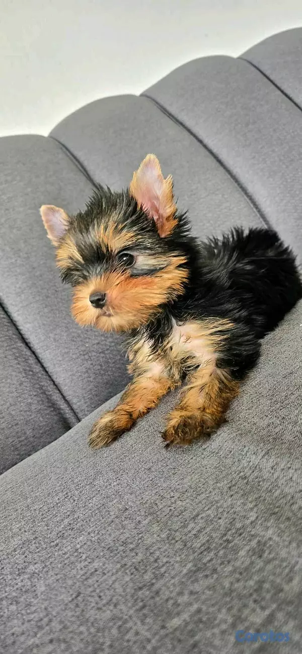 animales y mascotas - hermosos cachorritos de yorshire toy 7