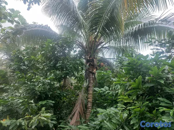 solares y terrenos - Venta finca 3