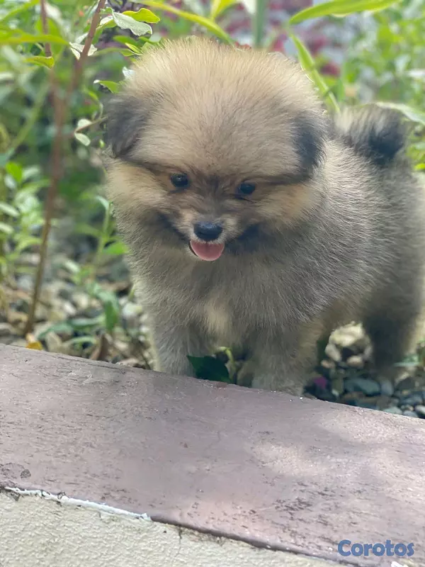 animales y mascotas - hermosos cachorritos de pomerania toy  3