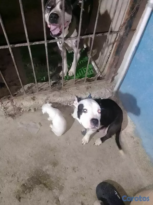 animales y mascotas - pitbully merle  5