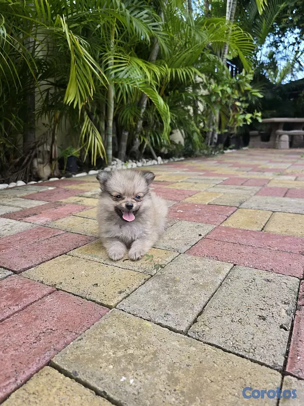 animales y mascotas - pomerania 2