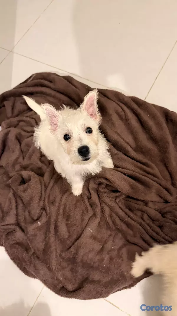 animales y mascotas - Cachorros Westies (West Highland White Terrier) 5