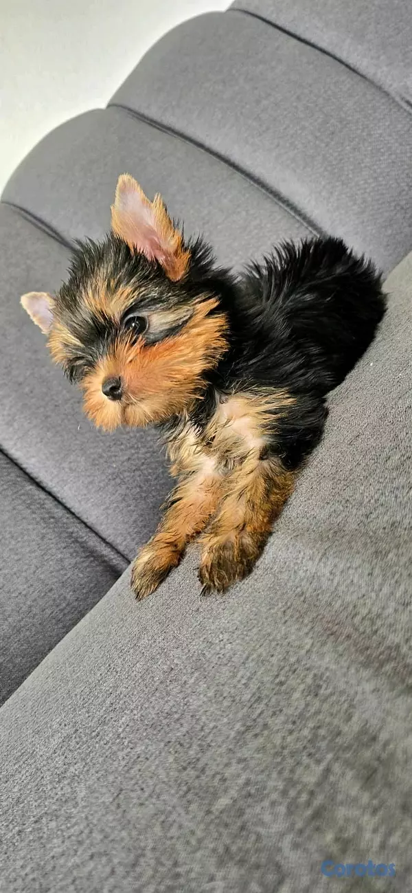 animales y mascotas - hermosos cachorritos de yorshire toy 8