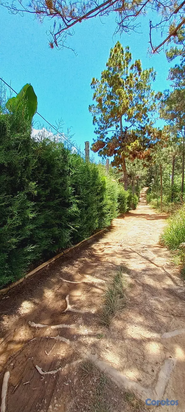 solares y terrenos - FINCA EN CONSTANZA 7