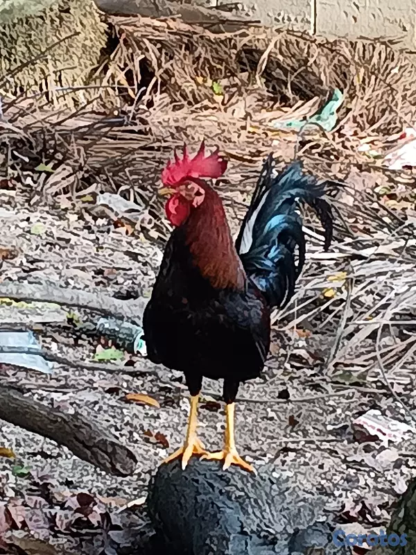 animales y mascotas - MI 🐓 GALLO METRALLA 2