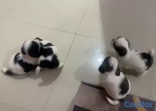 animales y mascotas - OFERTA CACHORRO SHIH TZU MACHO EN UBICADO EN SANTO