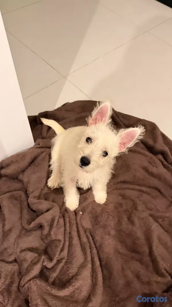 animales y mascotas - Cachorros Westies (West Highland White Terrier) 6
