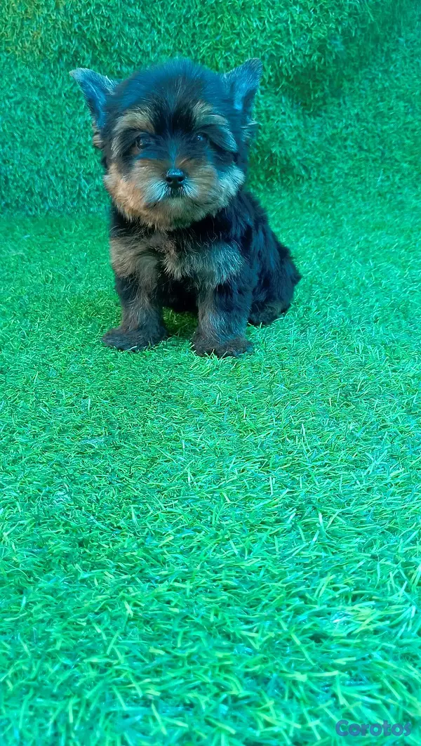 animales y mascotas - adorable cachorros yorky macho busca nuevo hogar  4
