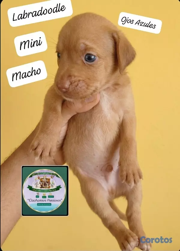animales y mascotas - Labradoodle  10