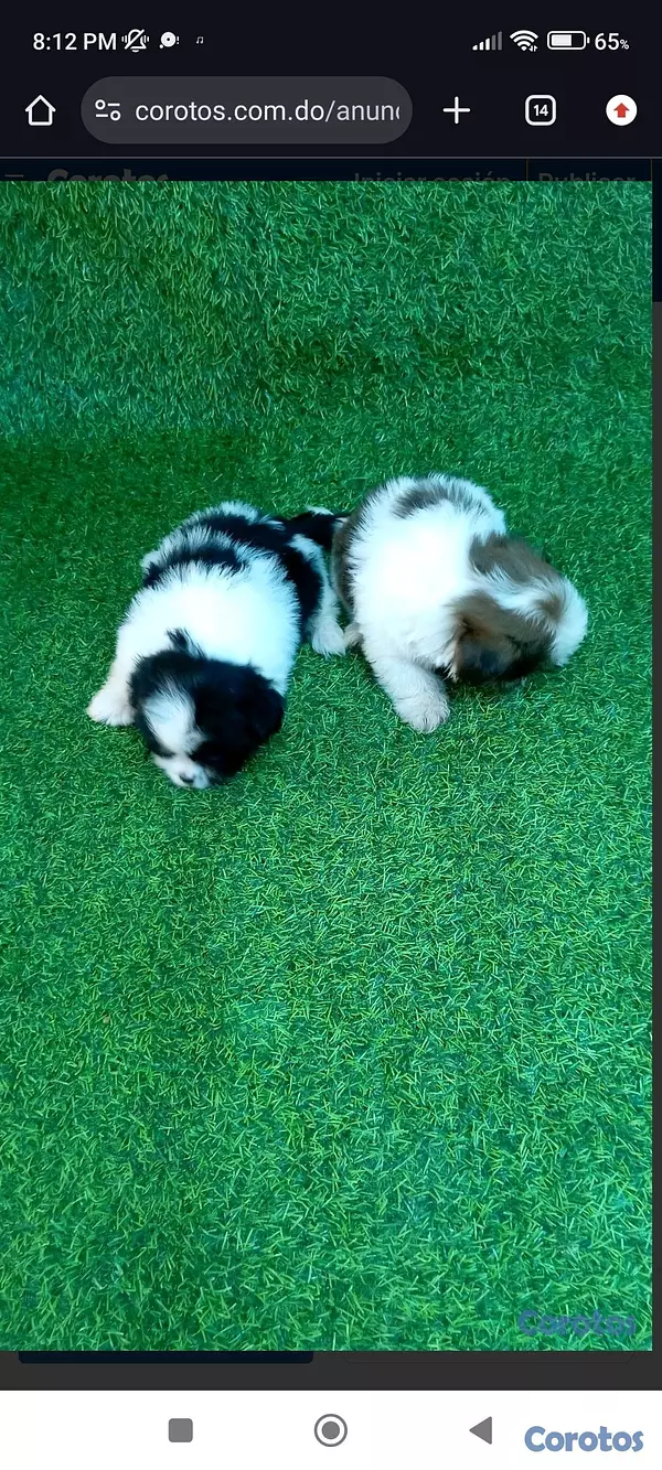 animales y mascotas - “Adorable Cachorro Shih Tzu Disponible – Amor a Primera Vista” 4