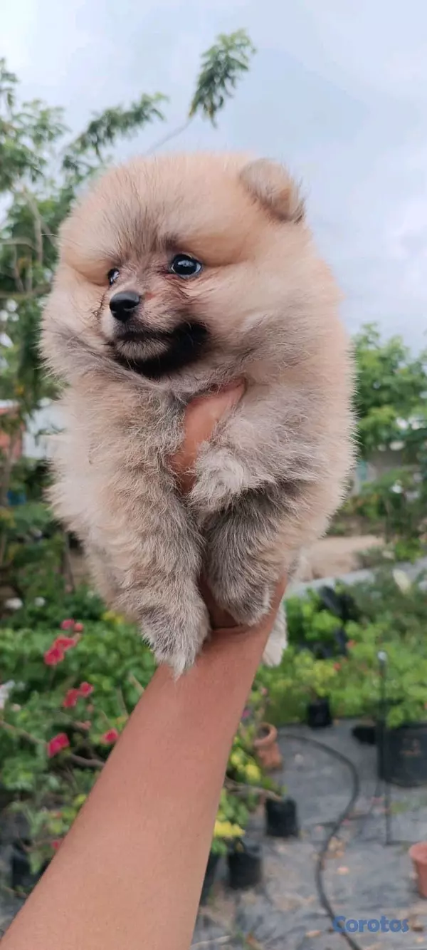 animales y mascotas - hermosos Cachorros pomerania toy 5
