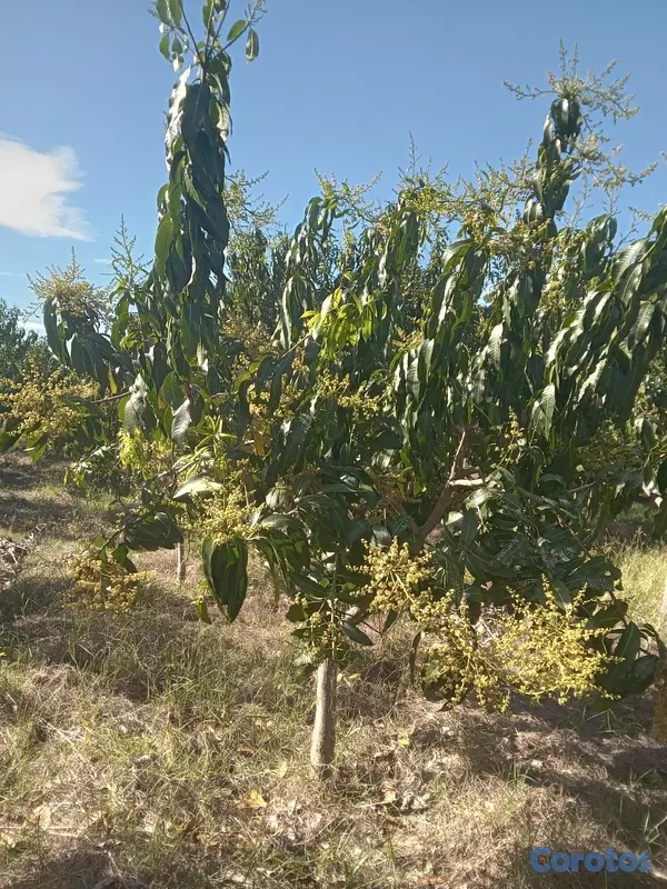 otros inmuebles - Vendo Finca de Mangos en Azúa, República Dominicana  5