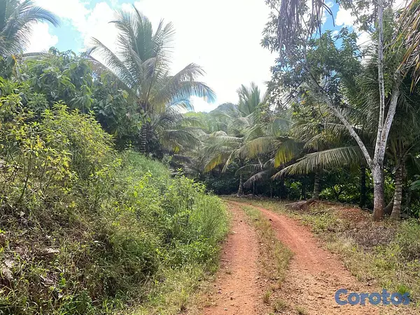 solares y terrenos - Finca 6,000 Tareas en Moca 1
