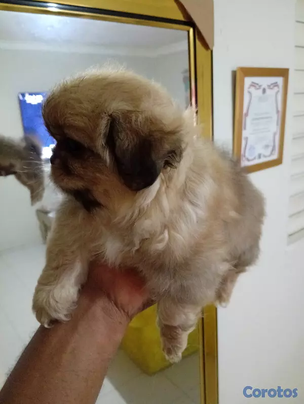animales y mascotas - Pekines/pequines macho  4