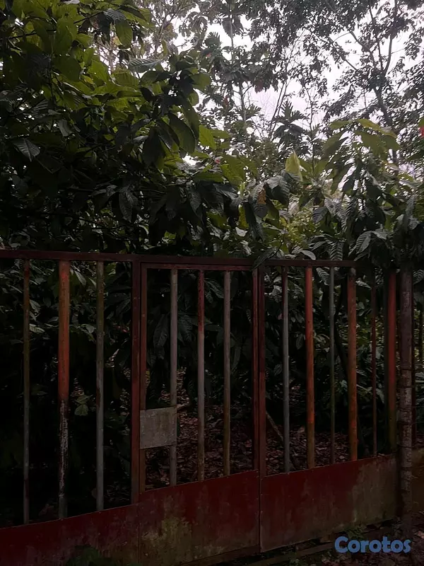 solares y terrenos - Terreno de 3 tareas en Bonao (Los Arroces) con cacao, agua y acceso 2