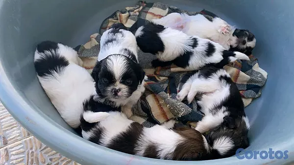 animales y mascotas - hermosos cachorritos de shitzu toy 2