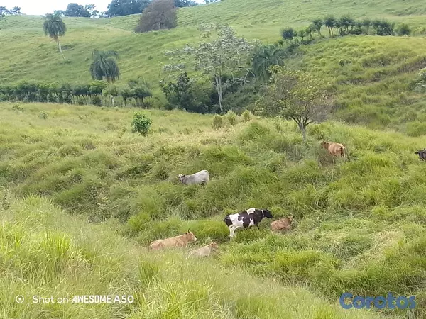 solares y terrenos - finca de 450 tareas con vocación ganadera en yamasa  13