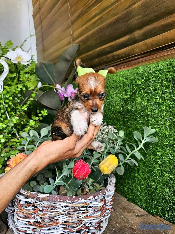 animales y mascotas - yorki con mariposa pequeñitos  6