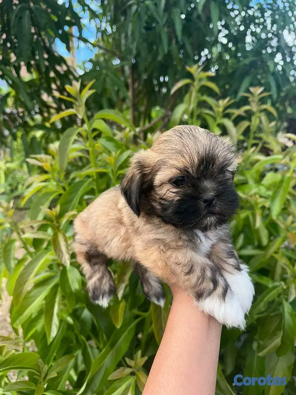 animales y mascotas - Shih poo  3