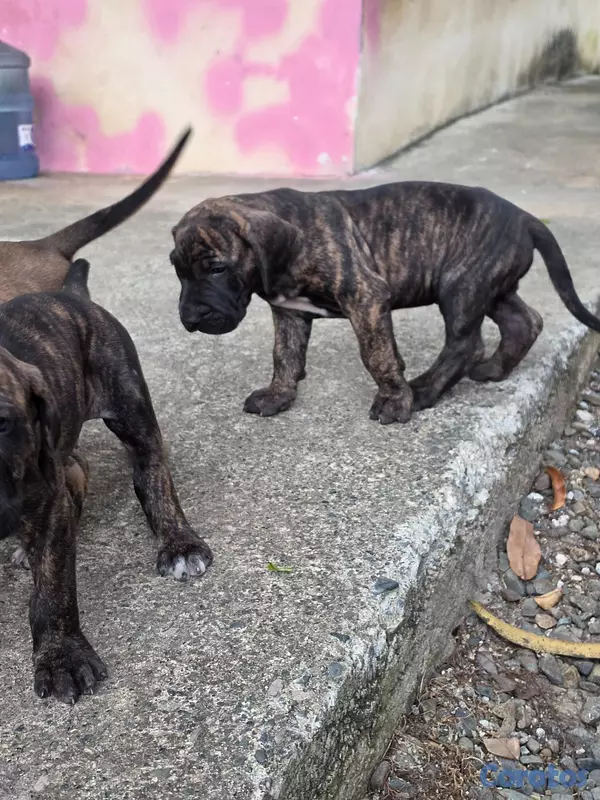 animales y mascotas - Fila brasileño  3