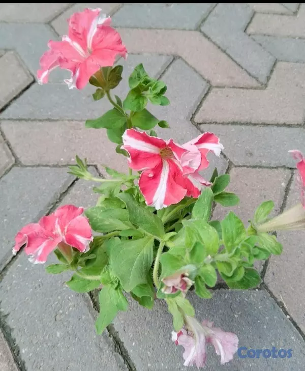 decoración y accesorios - Oferta de Petunias al Por mayor y detalle  4