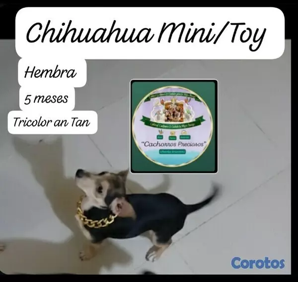 animales y mascotas - Chihuahua Hermosa pareja 3