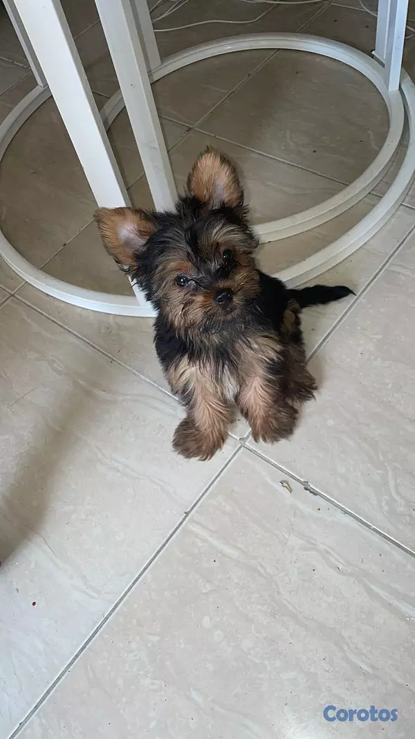 animales y mascotas - Mini Horky puro. 2